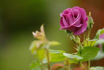 Almost a Red rose but nicer! Almost a Red rose but nicer!